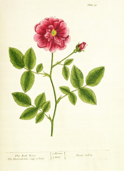 Rose: Gallica, from 