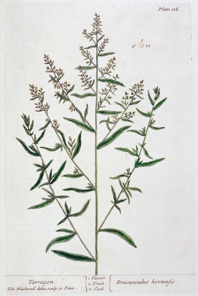 Tarragon by Elizabeth Blackwell