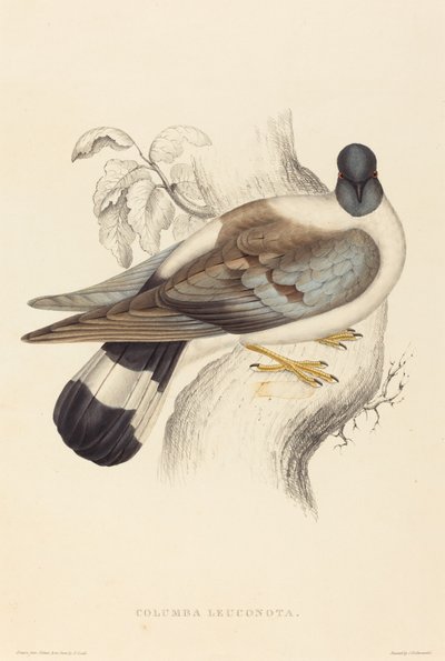 Snow Pigeon by Elizabeth Gould