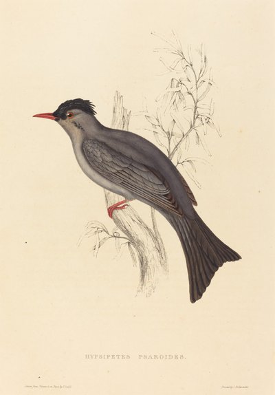 Hypsipetes Psaroides (Black Bulbul) by Elizabeth Gould