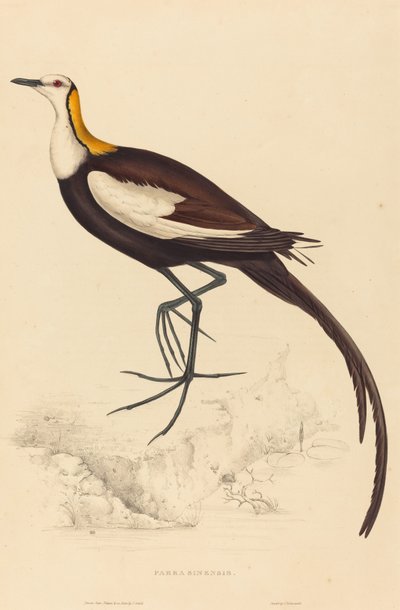 Pheasant-Tailed Jacana by Elizabeth Gould