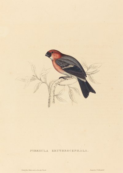 Redheaded Bullfinch by Elizabeth Gould
