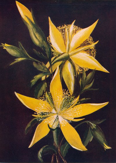 Blazing Star by Emma Graham Clock