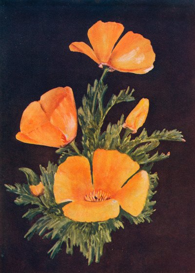California Poppy by Emma Graham Clock