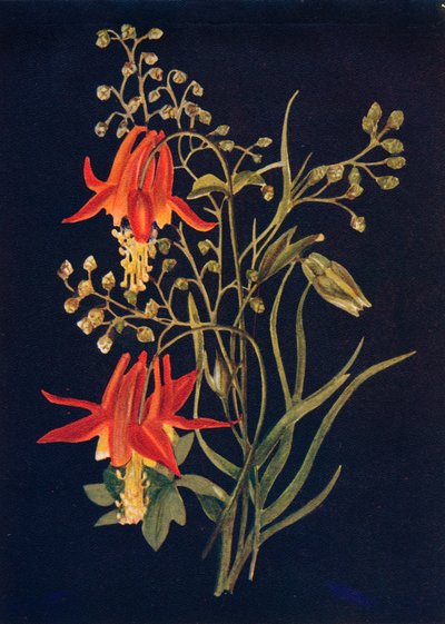Columbine by Emma Graham Clock