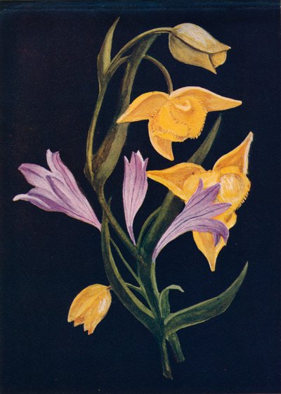 Diogenes Lantern & Harvest Brodiaea, c. 1915 by Emma Graham Clock