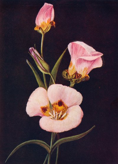 Mariposa Tulip by Emma Graham Clock