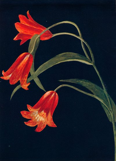 Scarlet Fritillaria, c1915 by Emma Graham Clock