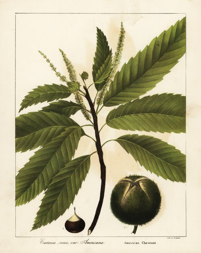 American Chestnut, Castanea Dentata Castanea Vesca Var by Endicott Endicott