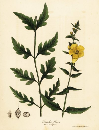 False foxglove by Endicott Endicott