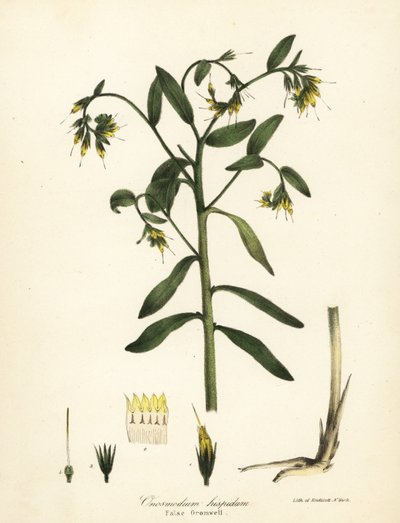 False gromwell by Endicott Endicott