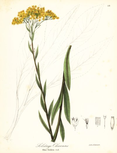 Ohio goldenrod by Endicott Endicott