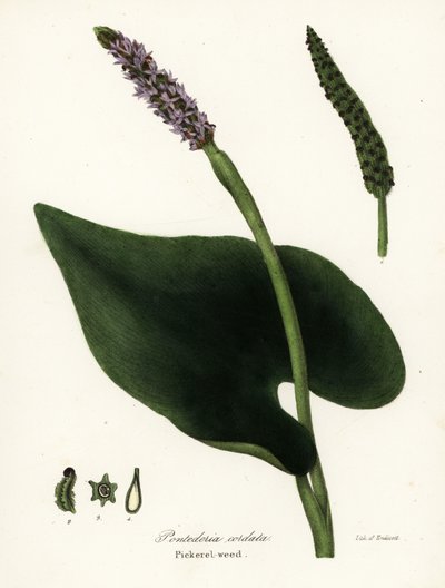 Pickerel Weed, Pontederia Cordata by Endicott Endicott