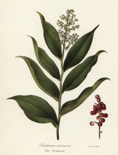 Treacleberry, Maianthemum racemosum by Endicott Endicott