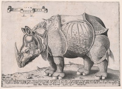 Rhinoceros by Enea Vico