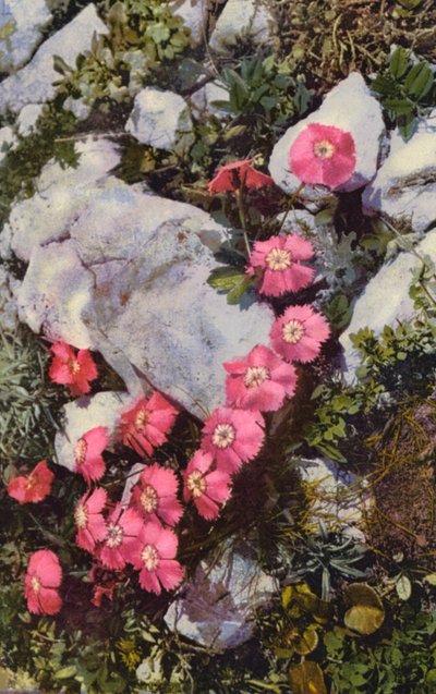 Alpine flowers: Dianthus Alpinus by English Photographer