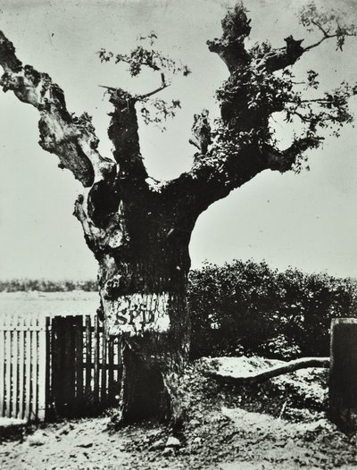 Brockley Lane: Old Oak, London, 1890 by English Photographer