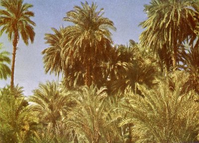 Date Palms on Elephantine Island, Egypt by English Photographer