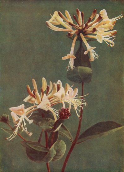 Honeysuckle by English Photographer