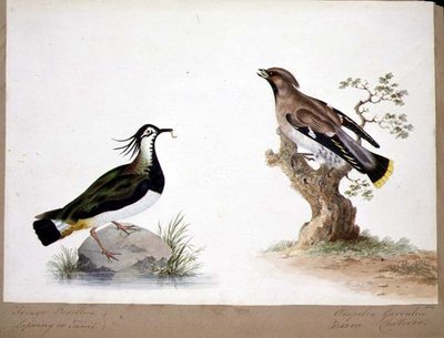 A Lapwing and a Waxwing by English School