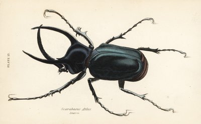 Atlas beetle, Chalcosoma atlas (Scarabaeus atlas) by English School