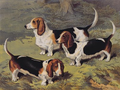 Basset Hounds, 1890 by English School