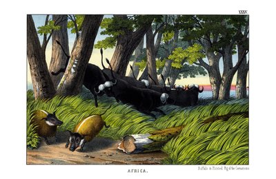 Buffalo by English School