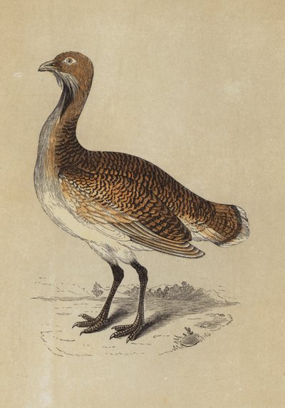 Bustard by English School