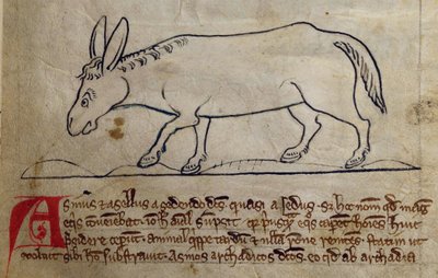 Ass, from Bestiary by English School