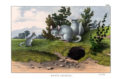 Chinchilla by English School