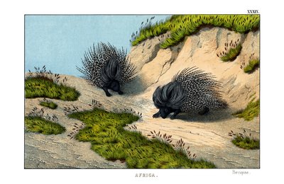 Crested Porcupine by English School