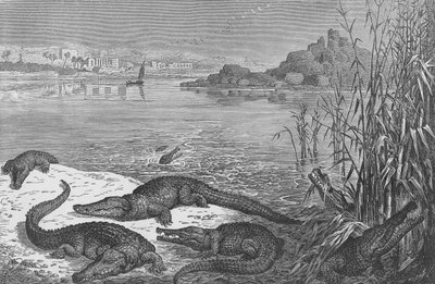 Crocodiles on the Upper Nile by English School