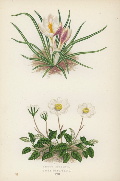 Crocus Boryanus; Dryas Octopetala by English School