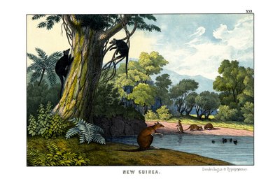 Dendrolagus and Hypsiprymnus by English School