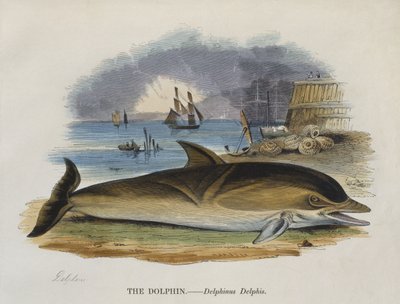 Dolphin on shore, 1823 by English School