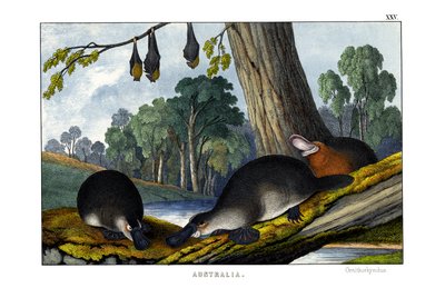 Duck-billed Platypus by English School
