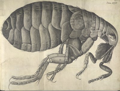 Flea, from Micrographia by English School