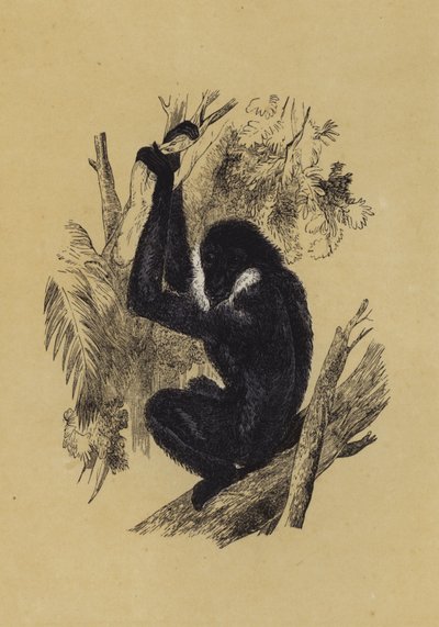 Gibbon by English School