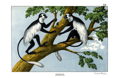 Guereza Monkey by English School