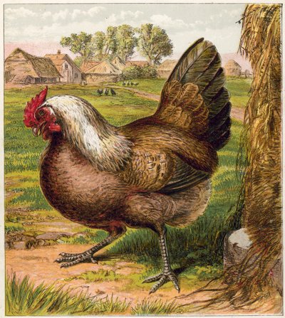 Hen by English School