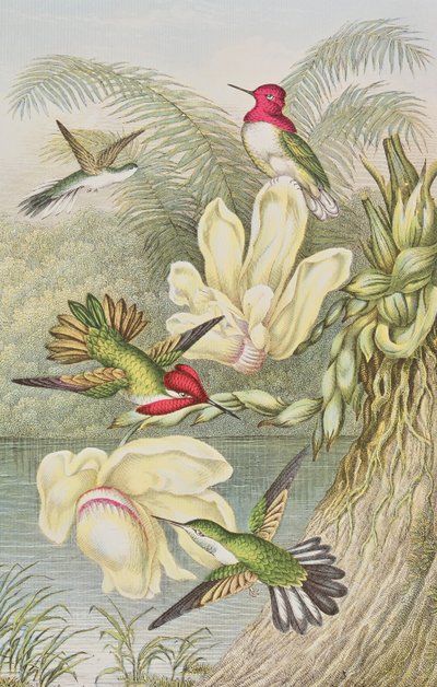 Humming birds among tropical flowers by English School