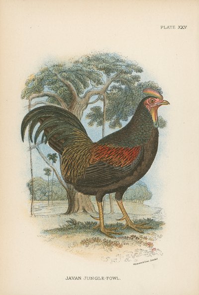 Javan Jungle-Fowl by English School