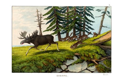 Moose-deer by English School