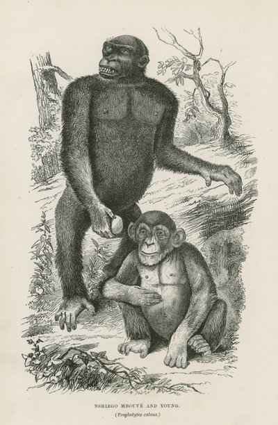 Nshiego Mbouve and Young, Troglodytes Calvus by English School