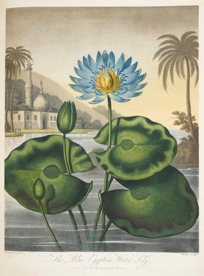 Blue Egyptian Water-Lily, Nymphaea Caerulea by English School