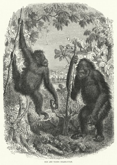 Old and Young Orang-Utan by English School