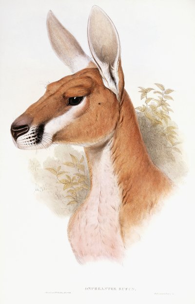 Osphranter Rufus by English School