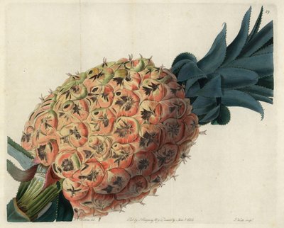 Otaheite pineapple from John Lindley