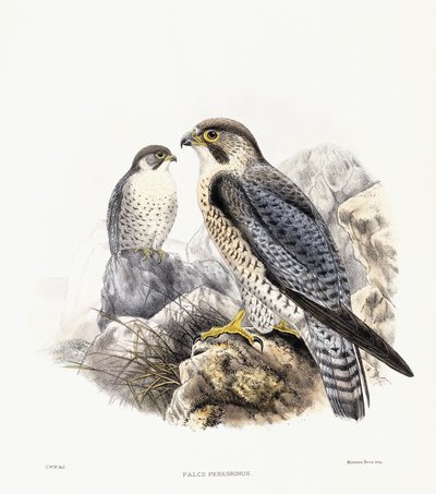 Peregrine Falcon - Falco Peregrinus by English School