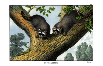 Racoon by English School